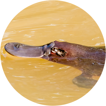 The Platypus Project