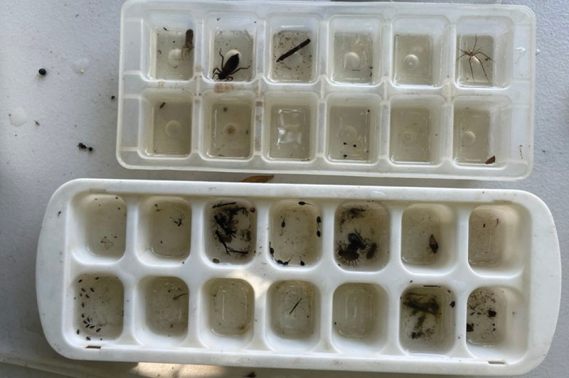 What’s in Our Creeks?