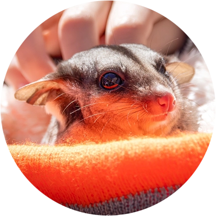 Gecko's wildlife: baby possum at brisbane west eco fest in The Gap